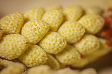 Yakın aralıklı, pullu, desenli yüzeyi olan sarı-yeşil bitki tomurcukları. Sığ odak alanı doğal yapıyı ve detayları vurgular.