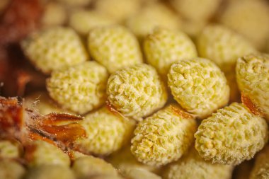 Yakın aralıklı, pullu, desenli yüzeyi olan sarı-yeşil bitki tomurcukları. Sığ odak alanı doğal yapıyı ve detayları vurgular.