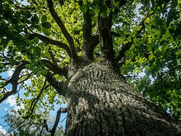 Yeşil yapraklarla çevrili, parçalı bulutlu bir gökyüzünün altında geniş dalları olan uzun bir ağacın dramatik alçak açılı görüntüsü..