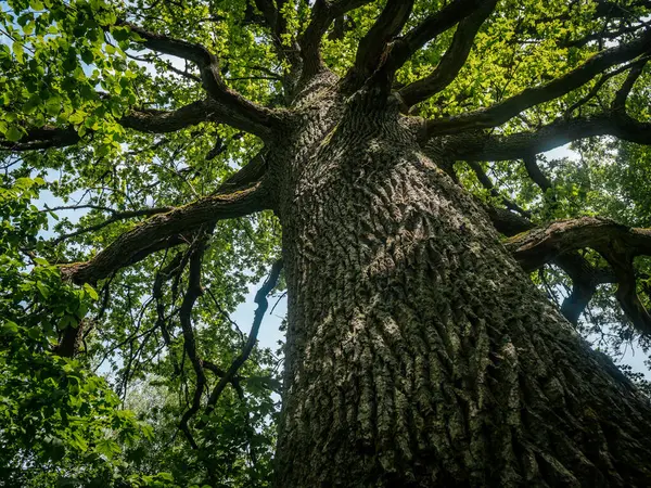 Yeşil yapraklarla çevrili, parçalı bulutlu bir gökyüzünün altında geniş dalları olan uzun bir ağacın dramatik alçak açılı görüntüsü..