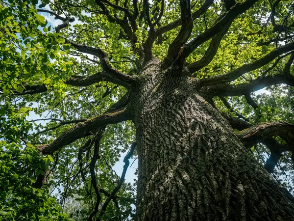 Yeşil yapraklarla çevrili, parçalı bulutlu bir gökyüzünün altında geniş dalları olan uzun bir ağacın dramatik alçak açılı görüntüsü..