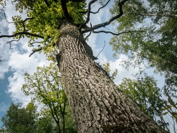 Yeşil yapraklarla çevrili, parçalı bulutlu bir gökyüzünün altında geniş dalları olan uzun bir ağacın dramatik alçak açılı görüntüsü..