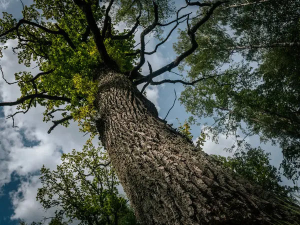 Yeşil yapraklarla çevrili, parçalı bulutlu bir gökyüzünün altında geniş dalları olan uzun bir ağacın dramatik alçak açılı görüntüsü..