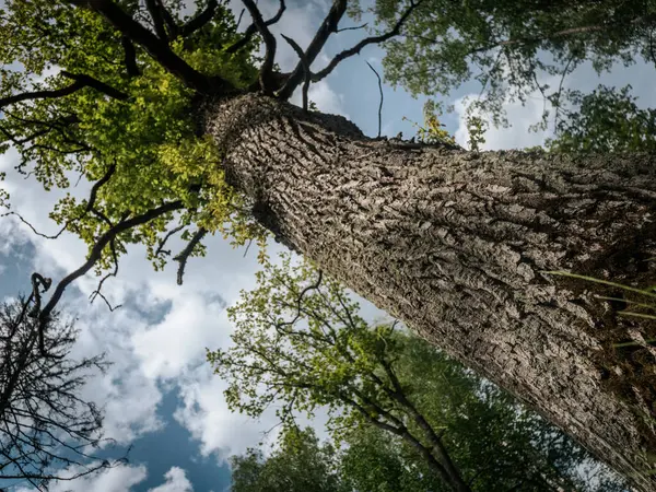 Yeşil yapraklarla çevrili, parçalı bulutlu bir gökyüzünün altında geniş dalları olan uzun bir ağacın dramatik alçak açılı görüntüsü..