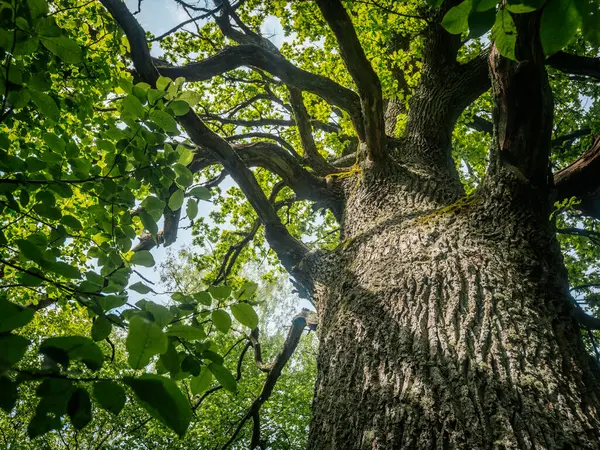 Kalın, yosunlu dalları olan büyük bir meşe ağacı yeşil tacını gökyüzüne yayarak doğal bir yaprak ve ağaç kabuğu barınağı oluşturuyor..
