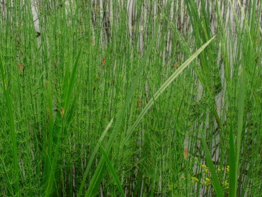Suyun kenarında büyüyen parlak yeşil sazlıkların ve kabarcıkların yakın çekimi. Bazı küçük sarı çiçekler görünür. Metin için alanı olan doğal ve bereketli.
