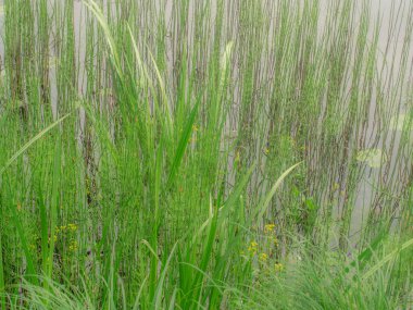 Uzun yeşil otlar ve at kuyrukları nehir kıyısı boyunca yoğun bir şekilde büyürler. Yumuşak ışık doğal dokuyu ve huzurlu havayı vurgular..