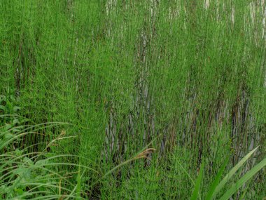 Suyun kenarında büyüyen parlak yeşil sazlıkların ve kabarcıkların yakın çekimi. Bazı küçük sarı çiçekler görünür. Metin için alanı olan doğal ve bereketli.