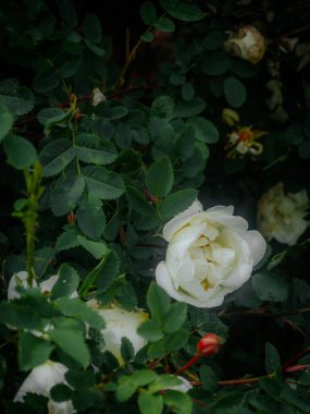 Gül tomurcukları ve yeşil yapraklarla çevrili, doğal olarak bulanık arkaplan ile hafifçe aydınlatılmış, tamamen çiçek açmış bir beyaz gül..