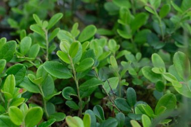  Konteynırları olan iki çocuk, gür ve yosunlu bir ormanı keşfediyor. Biri mavi kapüşonlu, diğeri koyu renk ve mavi çizmeli. Arka planda devrilmiş dallar ve ağaçlar var. 