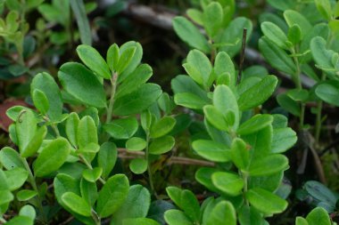 Taze yeşil yaban mersini yaprakları ve tomurcuklanan tomurcukların makro çekimi, büyümenin erken aşamalarında, açık bir ormandaki parlak bahar yapraklarını gösteriyor.