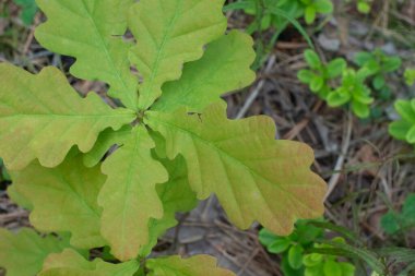 Genç bir meşe ağacının manzarası. Geniş, yağlı yeşil yapraklar mevsimsel renk değişiklikleriyle orman örtüsü örtüsü altında büyüyor..
