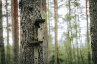 Kırsal, yıpranmış ahşap kuş kafesi, arka planda uzun ağaçlar ve yumuşak gün ışığıyla, parlak bir orman ortamında kurulur..