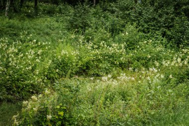 Beyaz ve pembe kır çiçeklerinin karışımı yemlı yeşil yeşilliklerle çevrili, canlı, fazla gelişmiş bir çayır..