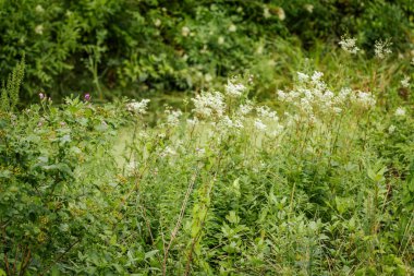Narin beyaz kır çiçekleri yoğun yeşil yapraklı bir arka planda dimdik ayakta duruyor ve taze ve doğal bir yaz manzarası yaratıyor..