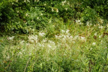 Narin beyaz kır çiçekleri yoğun yeşil yapraklı bir arka planda dimdik ayakta duruyor ve taze ve doğal bir yaz manzarası yaratıyor..