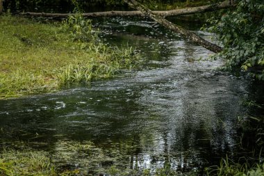 Bereketli çimlerle kaplanmış huzurlu bir nehir kıyısı ve aşırı sarkık bitki örtüsü, koyu, akan su yeşilliği yansıtıyor..
