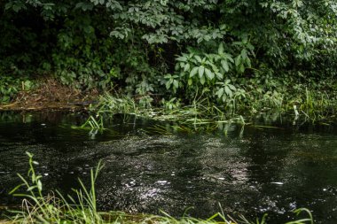 Sakin, karanlık bir dere, yoğun yeşil bitki örtüsüyle çevrili ve doğal ışık desenlerini yansıtan yapraklı örtülerin altında akar..