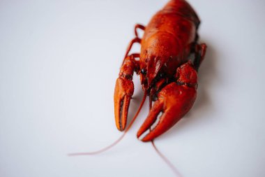 Parlak kırmızı bir kerevit, temiz beyaz bir yüzey üzerinde uzanır. Pençeleri ve deniz kabuğu ayrıntıları açıkça görülebilir. Kopyalama alanı içerir.