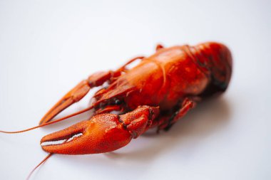 Parlak kırmızı bir kerevit, temiz beyaz bir yüzey üzerinde uzanır. Pençeleri ve deniz kabuğu ayrıntıları açıkça görülebilir. Kopyalama alanı içerir.