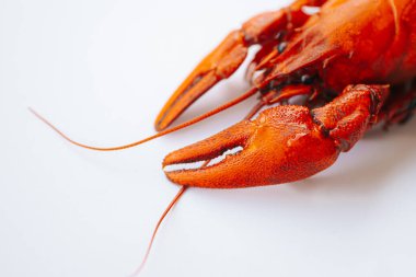 Makro görüntüde pişmiş kırmızı kerevitin kafası ve parlak gözleri ayrıntılı kabuk dokusu ve pençeleri vurgulanıyor. Temiz beyaz arkaplan.