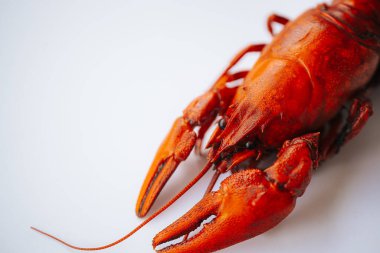 Makro görüntüde pişmiş kırmızı kerevitin kafası ve parlak gözleri ayrıntılı kabuk dokusu ve pençeleri vurgulanıyor. Temiz beyaz arkaplan.