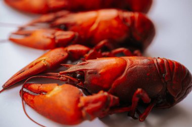 Beyaz bir yüzeyde birkaç canlı kırmızı kerevit, sığ alan derinliğinde pençelerini ve kabuklarını sergileyerek sırayla dizilirler. Kopyalama alanı dahil.