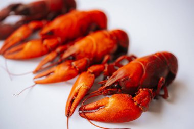 Beyaz bir yüzeyde birkaç canlı kırmızı kerevit, sığ alan derinliğinde pençelerini ve kabuklarını sergileyerek sırayla dizilirler. Kopyalama alanı dahil.