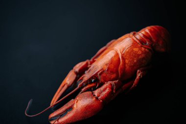 Canlı kırmızı bir kerevitin yakın plan görüntüsü koyu siyah bir yüzeye yerleştirilmiş, solda dramatik ışıklandırma ve kopyalama alanı ile izole edilmiş..
