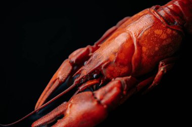 Canlı kırmızı bir kerevitin yakın plan görüntüsü koyu siyah bir yüzeye yerleştirilmiş, solda dramatik ışıklandırma ve kopyalama alanı ile izole edilmiş..