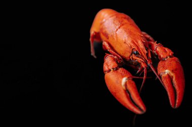 Canlı kırmızı bir kerevitin yakın plan görüntüsü koyu siyah bir yüzeye yerleştirilmiş, solda dramatik ışıklandırma ve kopyalama alanı ile izole edilmiş..