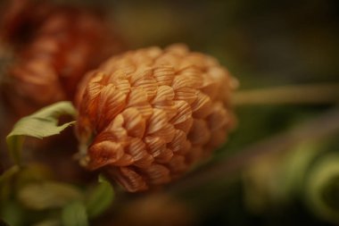 Kurumuş bir portakal çiçeğinin makro yakın plan görüntüsü. Detaylı, örtüşen taç yapraklarını yumuşak, bulanık bir arkaplanı olan ılık tonlarda gösteriyor..
