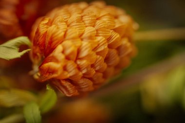 Kurumuş bir portakal çiçeğinin makro yakın plan görüntüsü. Detaylı, örtüşen taç yapraklarını yumuşak, bulanık bir arkaplanı olan ılık tonlarda gösteriyor..