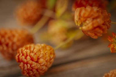 Kurumuş bir portakal çiçeğinin makro yakın plan görüntüsü. Detaylı, örtüşen taç yapraklarını yumuşak, bulanık bir arkaplanı olan ılık tonlarda gösteriyor..