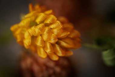 Kurumuş bir portakal çiçeğinin makro yakın plan görüntüsü. Detaylı, örtüşen taç yapraklarını yumuşak, bulanık bir arkaplanı olan ılık tonlarda gösteriyor..