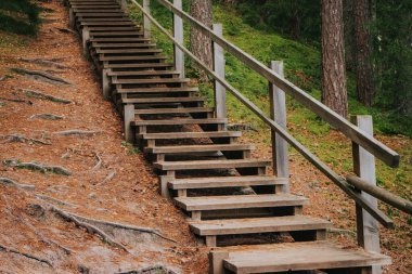A rustic wooden staircase with railings leads up a wooded hillside surrounded by tree roots, moss, pine needles, and autumn leaves.