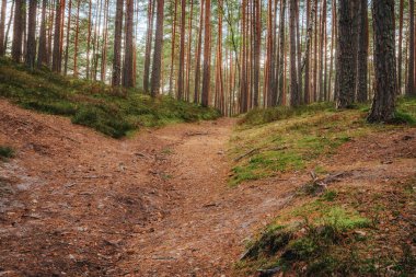 A sunlit forest trail lined with tall pine trees and covered with dry needles and twigs, creating a soft, dirt path through mossy forest terrain.