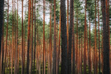 Tall, slender pine trees fill a quiet forest scene, bathed in golden sunlight with lush green undergrowth and a sense of depth and serenity.