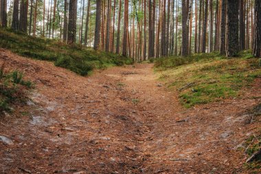 A sunlit forest trail lined with tall pine trees and covered with dry needles and twigs, creating a soft, dirt path through mossy forest terrain.