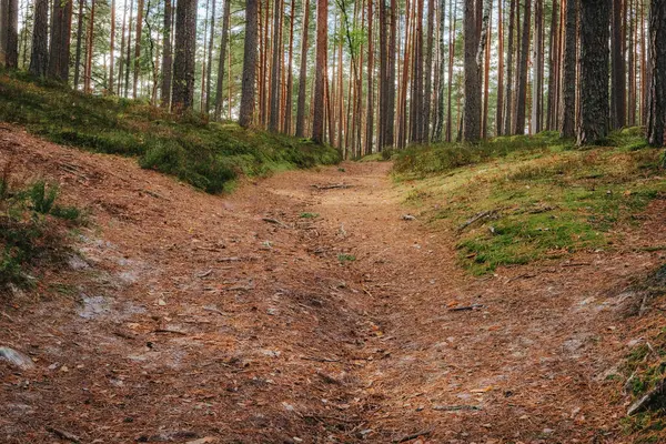 A sunlit forest trail lined with tall pine trees and covered with dry needles and twigs, creating a soft, dirt path through mossy forest terrain.