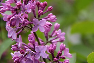 Güzel serenyum çiçekleri yakın plan, bahar çiçeği ağacı, leylak buketi, bulanık arkaplan