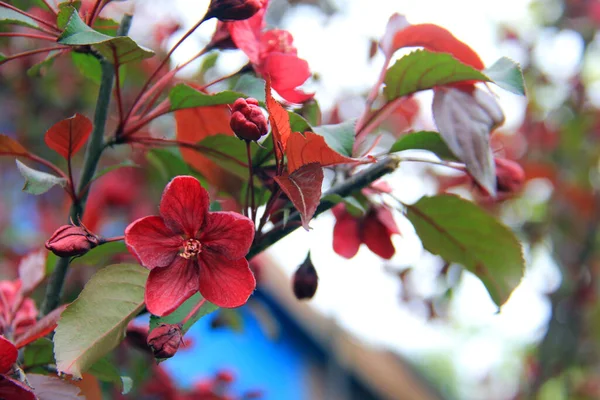 Kırmızı renkli ağaçların çiçek açan dalları, dallardaki çiçek tomurcukları ve yeşil taze yapraklar. arka plan bulanıklığı, bokeh