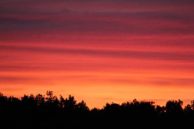 Cloudy pink-blue sunset over dark forest silhouettes, top view. Evening view. High quality phot