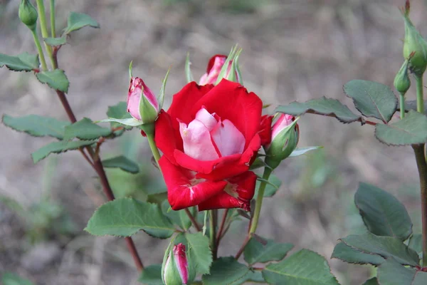 Beautiful red rose bud in the garden shot close-u