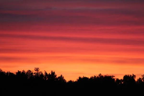 Cloudy pink-blue sunset over dark forest silhouettes, top view. Evening view. High quality phot