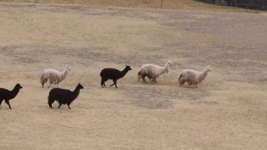Cusco, Peru 'daki Sacsayhuaman arkeolojik bölgesi..