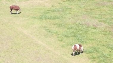 Peru 'da Machu Picchu' nun Lama 'ları.