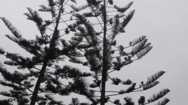 Huaca Huallamarca, Peru 'nun Lima şehrinde bir arkeolojik alan..