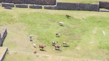 Peru 'da Machu Picchu' nun Lama 'ları.
