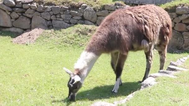 Lama Die Gras Eten Abancay Peru — Stockvideo